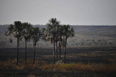 MPF apura causas do incêndio no Parque Nacional da Chapada dos