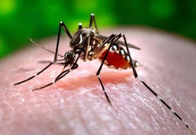 Saúde: Dengue já matou 14 pessoas no Centro-Oeste. Campos Belos é líder em número de casos