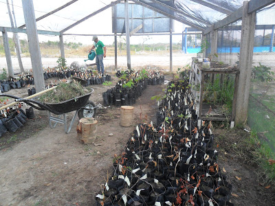 Escola Agrícola Federalizada: um novo rumo para a Educação profissionalizante