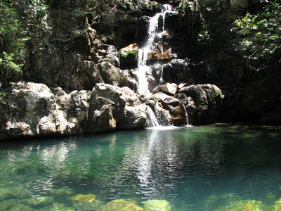 Sancionado novo Código Florestal do estado de Goiás