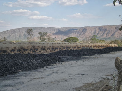 Goiás/Tocantins: Fornos de carvoaria, verdadeiros devoradores de vida