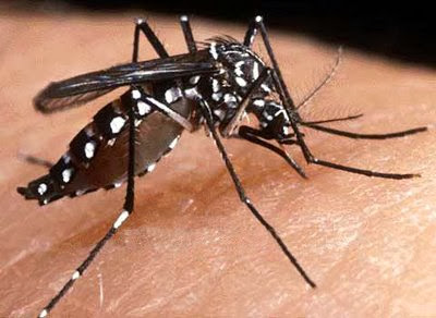 Dengue no Distrito de Canabrava, em Arraias (TO)