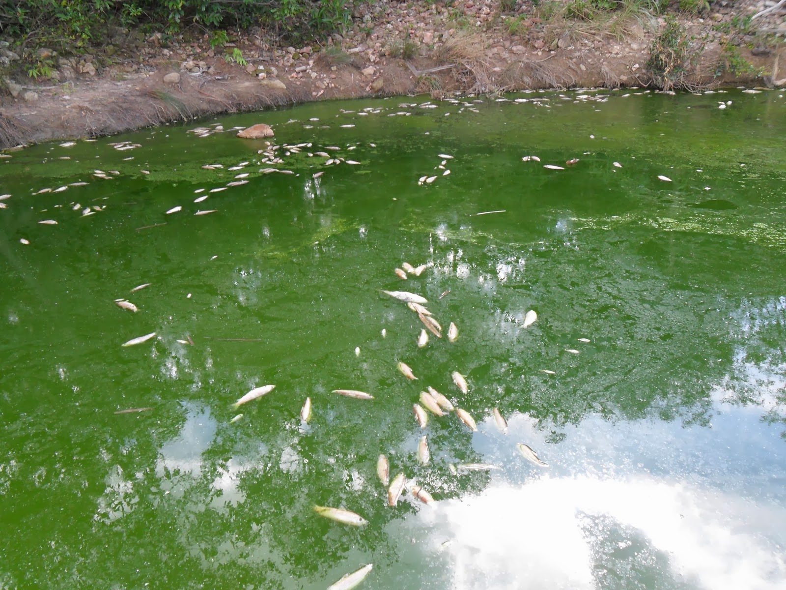 Crime ambiental: Rio Bezerra acorda com mortandade de peixes