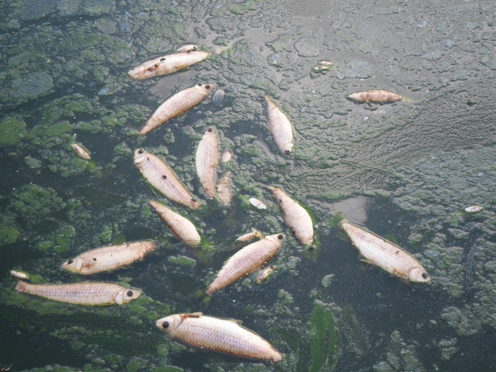 Rio Bezerra: a coisa é séria