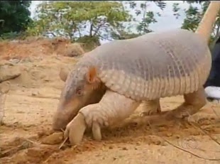 Tatu gigante, de espécie rara, é encontrado em ruas de Gurupi