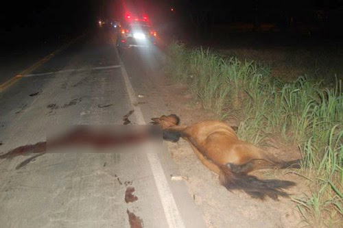 Motociclista morre ao bater em cavalo na GO-241, em Cavalcante (GO)