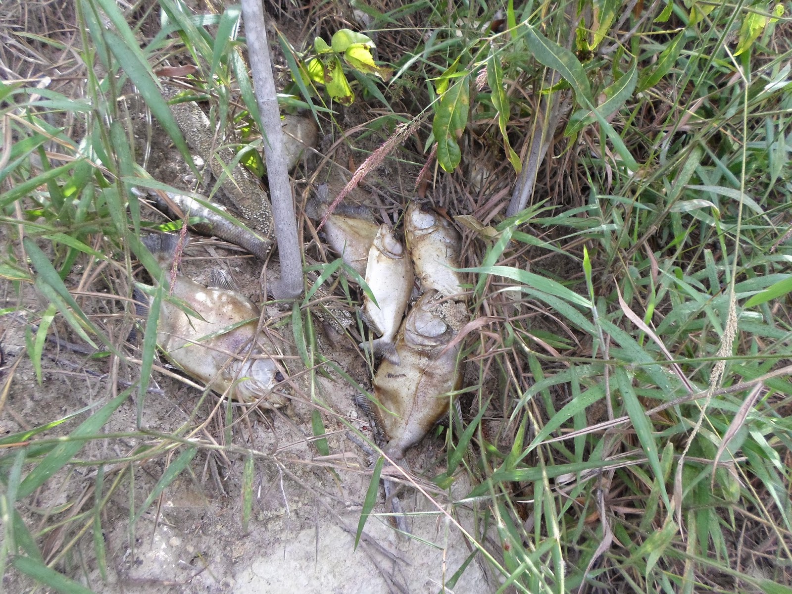 Peixes continuam morrendo no Bezerra. Rio respira a pedir socorro