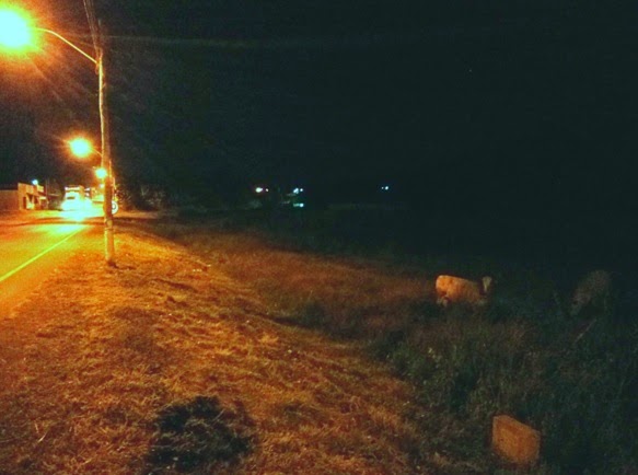 De novo: gado na pista provoca acidente