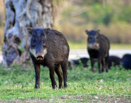 Matança de animais silvestres. Leitor deu pouca importância