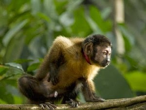 Macacos mortos alertam sudeste do Tocantins sobre suspeita de febre amarela