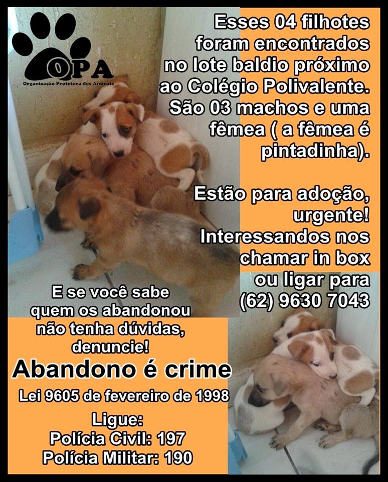 Cães abandonados e você pode adotar