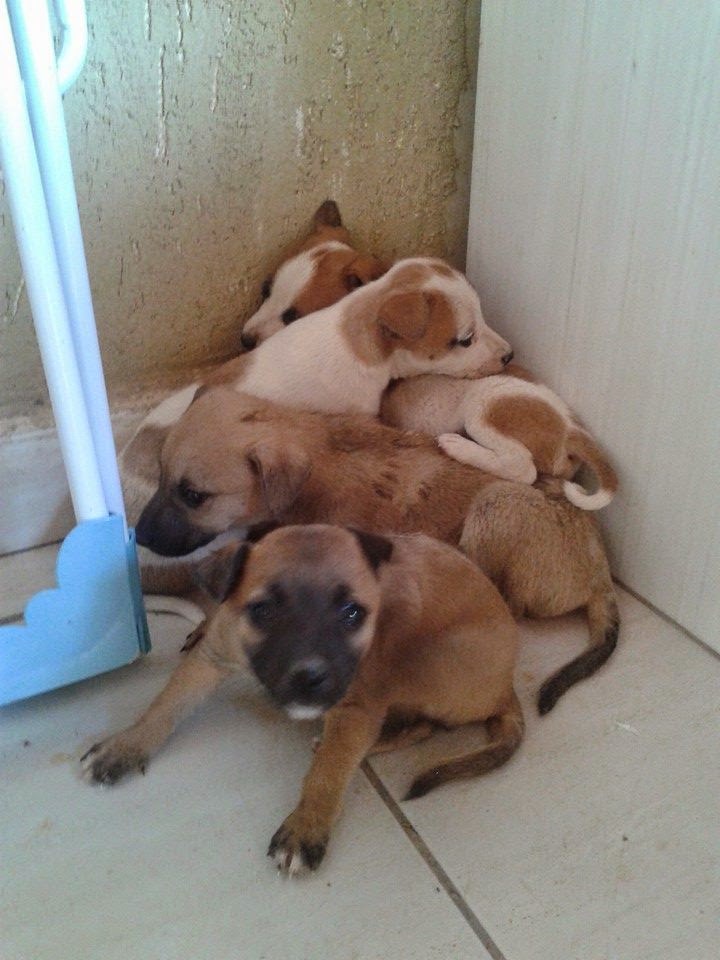 Cachorrinhos abandonados: todos foram adotados. Lei prevê penas para maus-tratos e abandono