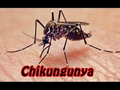 Campos Belos já tem registro de Chikungunya