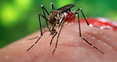 Monte Alegre de Goiás, Cavalcante e outras 15 cidades em alerta por surtos de zika, dengue e chikungunya