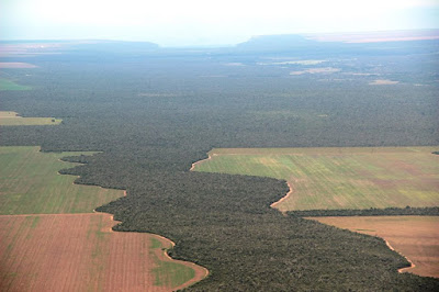Cerrado: área de Cerrado conservado pelos produtores rurais do oeste da Bahia é maior que a área produtiva