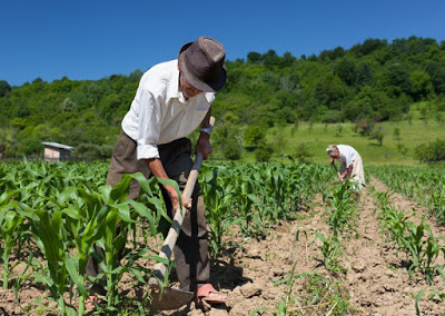 Escola Agrícola de Arraias aprova projeto de pesquisa junto ao conselho nacional de desenvolvimento científico e tecnológico (cnpq)