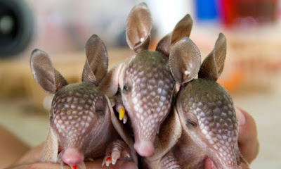 Nosso cerrado, nossa fauna: os fofinhos tatus galinhas