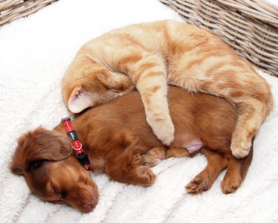 Projeto do DF promove palestra gratuita sobre câncer em cães e gatos