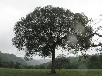 Imagens do meu Tocantins