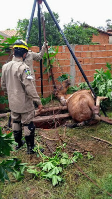 Em Posse (GO), cavalo cai em cisterna e morre. Bombeiros fizeram a retirada do animal do local