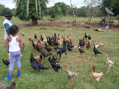 Economia: Rio Verde e Jataí registram os maiores PIBs. Teresina de Goiás, um dos menores