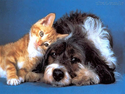 Diabetes em animais de estimação é mais comum do que se imagina