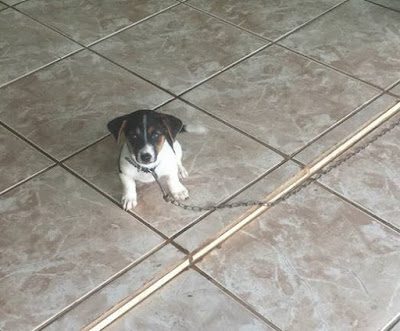 Cachorrinho desaparecido