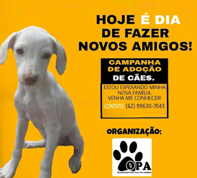ONG OPA faz campanha de adoção de cães