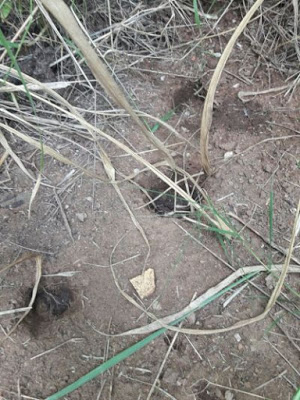 Em Aurora do Tocantins, maconha era cultivada dentro de escola desativada