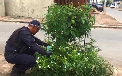 Brasilzão: Pé de maconha é encontrado em calçada no DF