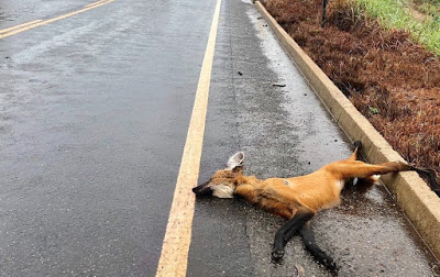 Em dois meses, quatro animais silvestres morrem atropelados na GO-118, que corta a Chapada dos Veadeiros