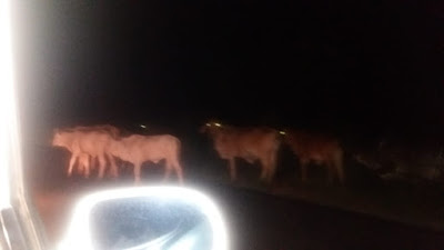 Em Divinópolis de Goiás, animais na pista representam perigo para motoristas na GO-447