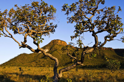 Mais de 80 organizações do Cerrado e da Caatinga se reunirão para debater o desenvolvimento sustentável dos biomas