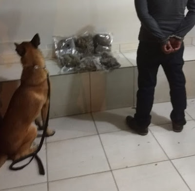 Cão farejador da PM descobre 7 kg de maconha dentro de ônibus da Real Maia