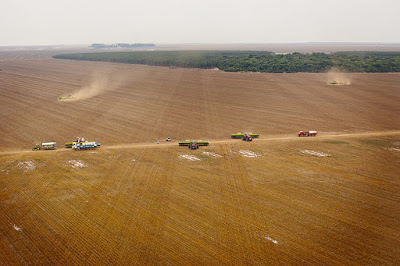 Cerrado é o bioma brasileiro com maior taxa de desmatamento, diz estudo