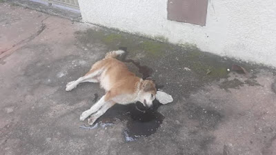 Maldade humana sem fim: cachorro é morto a pedradas, em Goiânia