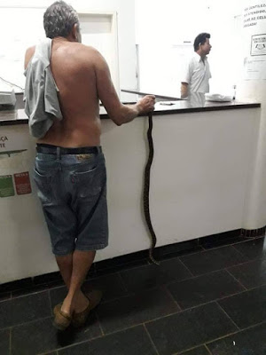 Foi mordido por cobra, leve o bicho