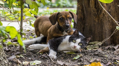 Governo federal anuncia criação da Secretaria dos Animais