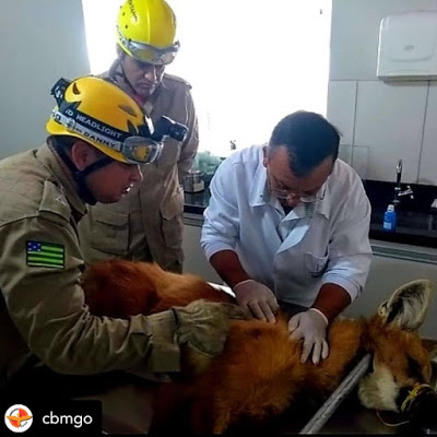 Bombeiros de Posse (GO) resgatam lobo-guará ferido a tiro no Distrito de Rosário