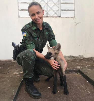 Lindinho: filhote de lobo-guará é resgatado após ser encontrado por vaqueiro em fazenda; vídeo