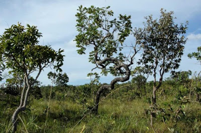 Oportunidade: Reino Unido e ONU financiarão quem não desmatar o Cerrado