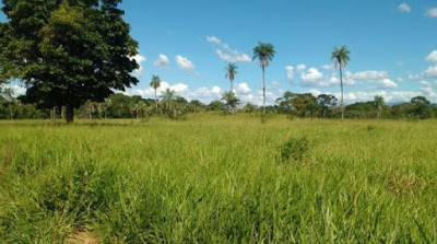 Deu no OLX: Fazenda de 620 alqueires a venda em Campos Belos (GO), por R$ 15,5 milhões