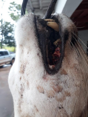 Desculpa esfarrapada: ex-prefeito de Campinorte (GO) diz que onça-parda morreu durante briga com cães