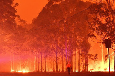 Devastação ambiental: Meio bilhão de animais já morreram nos incêndios na Austrália