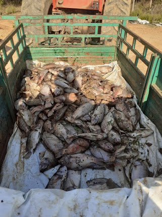 Energia acaba por horas e mata milhares de peixes produzidos por piscicultor de São Domingos (GO)