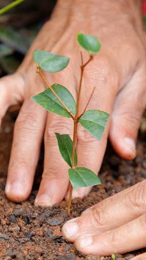 Olha que campanha legal: Ecoa e Plant-for-the-Planet lançam campanha pelo plantio de árvores