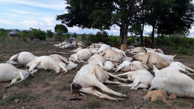 Terrível: raio mata 50 cabeças de gado em MT