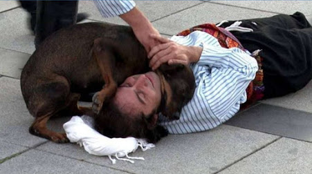 Que bonitinho: Cão de rua interrompe peça de teatro para “salvar” ator que fingia estar ferido
