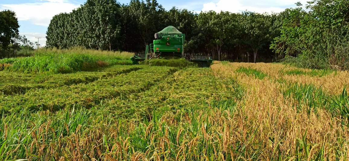 Ruraltins e parceiros realizam colheita da primeira área experimental de cultivo de Arroz consorciado com forrageiras no TO