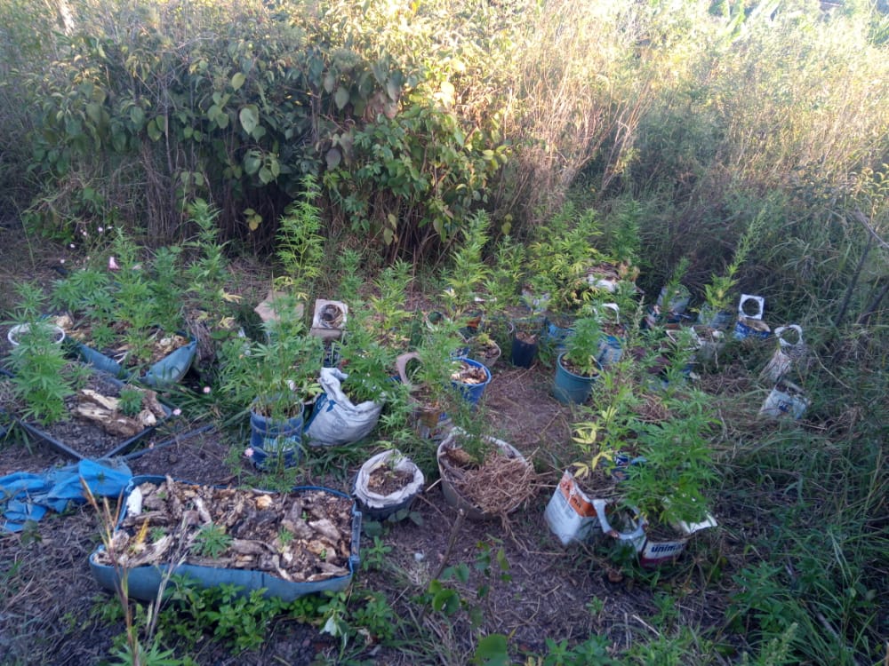 Erva danada: plantações de maconha são encontradas em duas fazendas de São João da Aliança (GO)